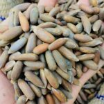pine nuts