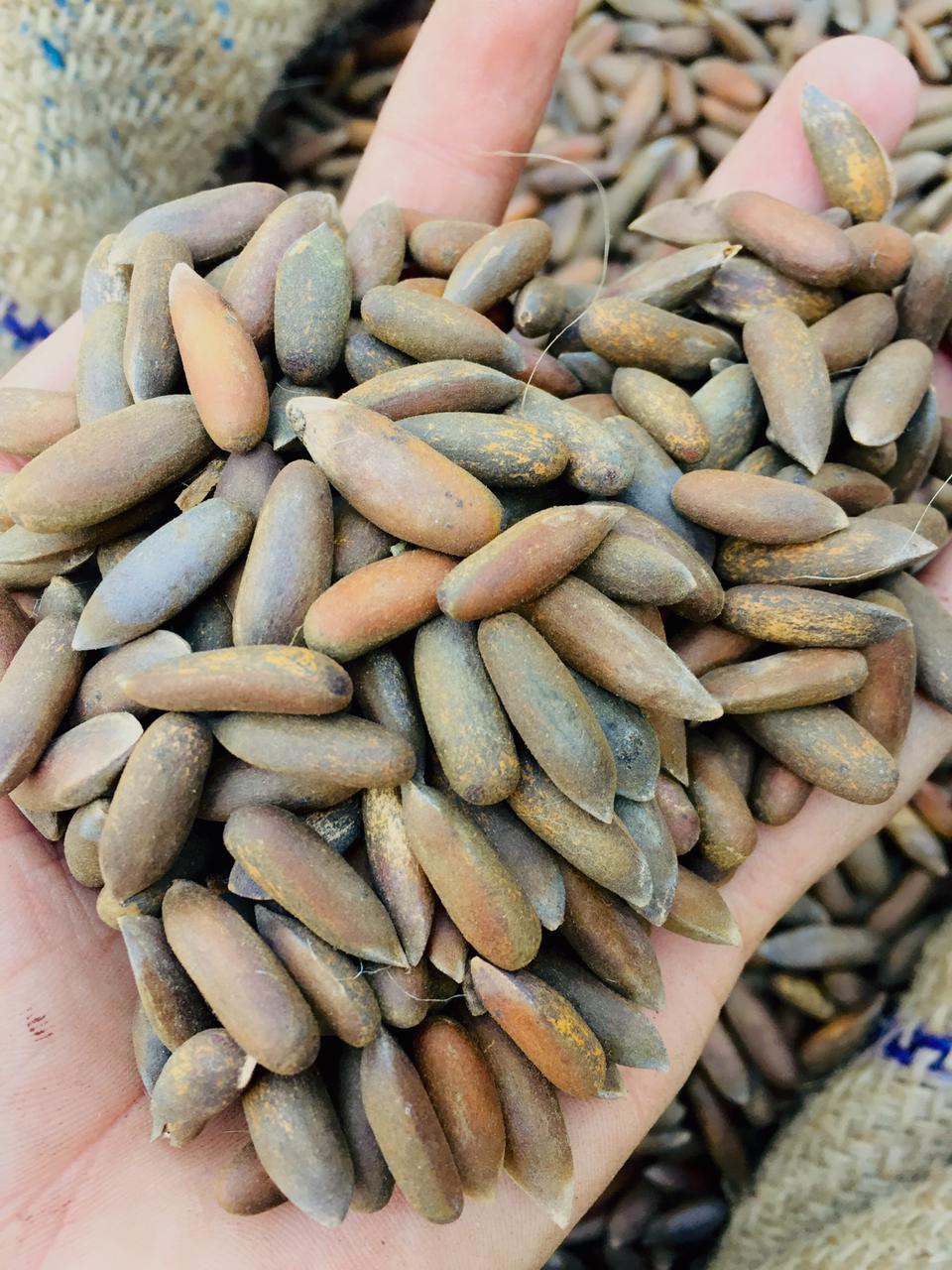 "Fresh pine nuts in a small bowl ready to eat"