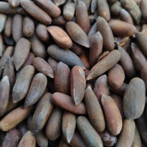 pine nuts