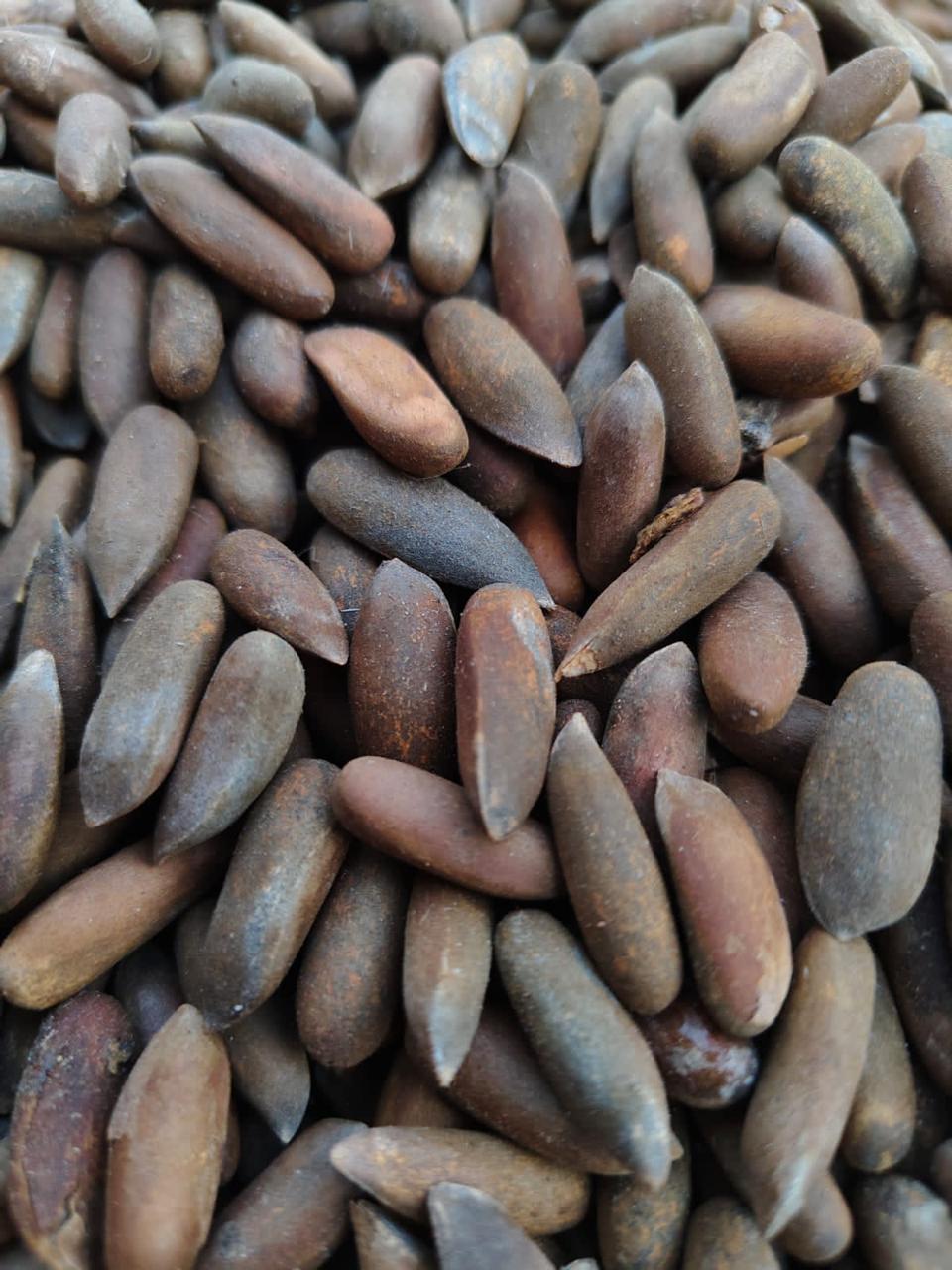 pine nuts